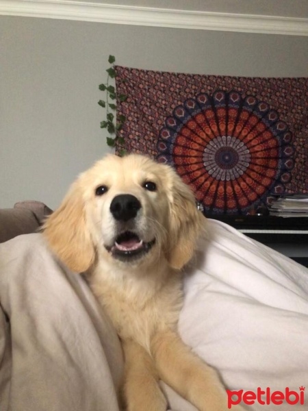 Golden Retriever, Köpek  Gofret fotoğrafı