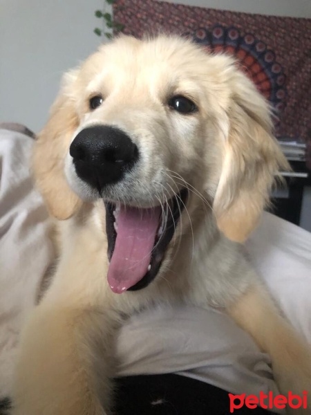Golden Retriever, Köpek  Gofret fotoğrafı