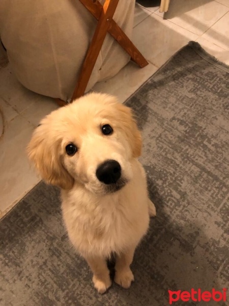 Golden Retriever, Köpek  Gofret fotoğrafı