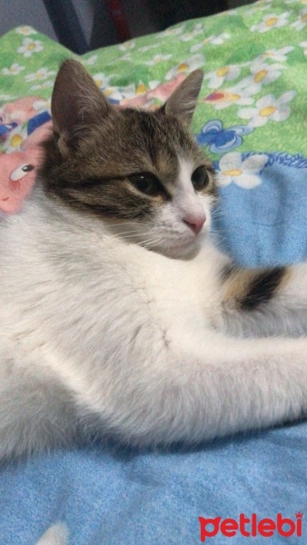 Tekir Kedi, Kedi  Boncuk fotoğrafı