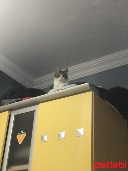 Tekir Kedi, Kedi  Boncuk fotoğrafı