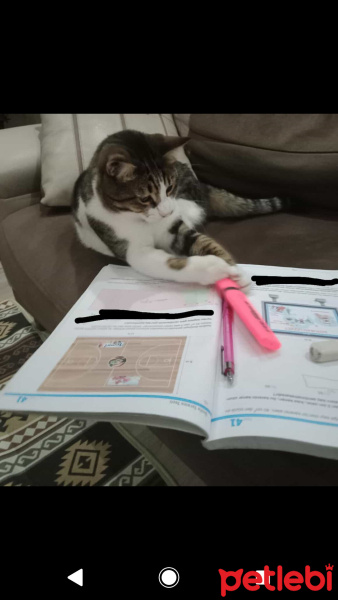 Tekir Kedi, Kedi  Boncuk fotoğrafı