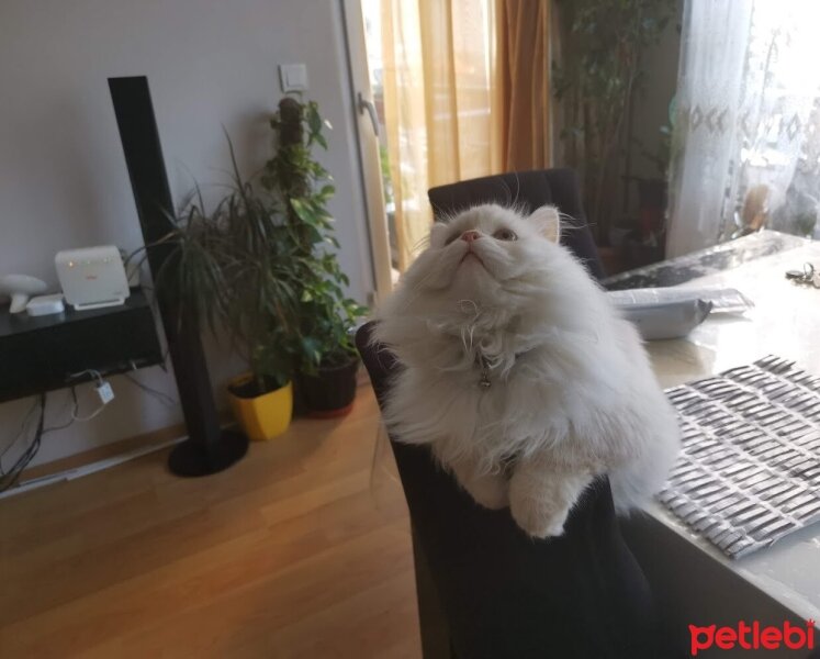 Chinchilla, Kedi  Pamuk fotoğrafı