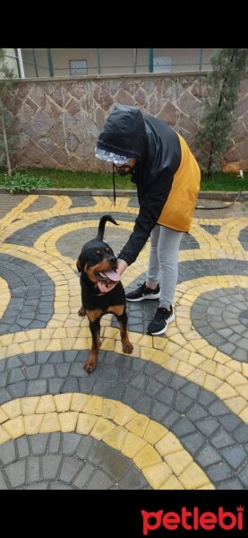 Rottweiler, Köpek  Baron fotoğrafı