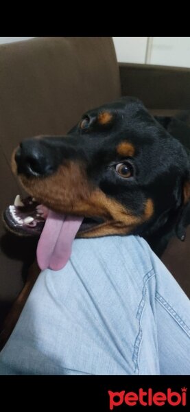 Rottweiler, Köpek  Baron fotoğrafı