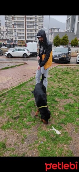 Rottweiler, Köpek  Baron fotoğrafı