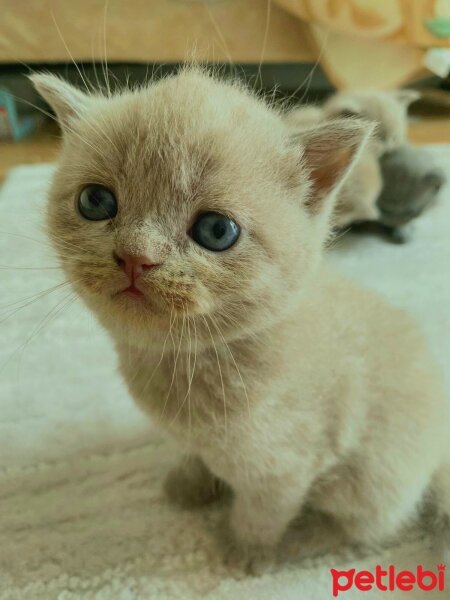 British Shorthair, Kedi  MİA fotoğrafı