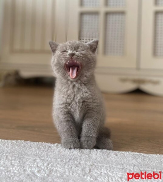 British Shorthair, Kedi  MİA fotoğrafı