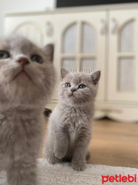 British Shorthair, Kedi  MİA fotoğrafı