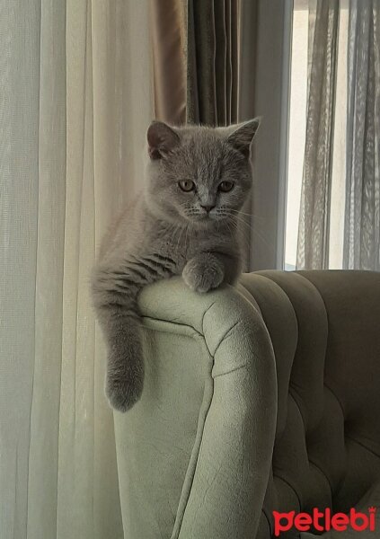 British Shorthair, Kedi  MİA fotoğrafı