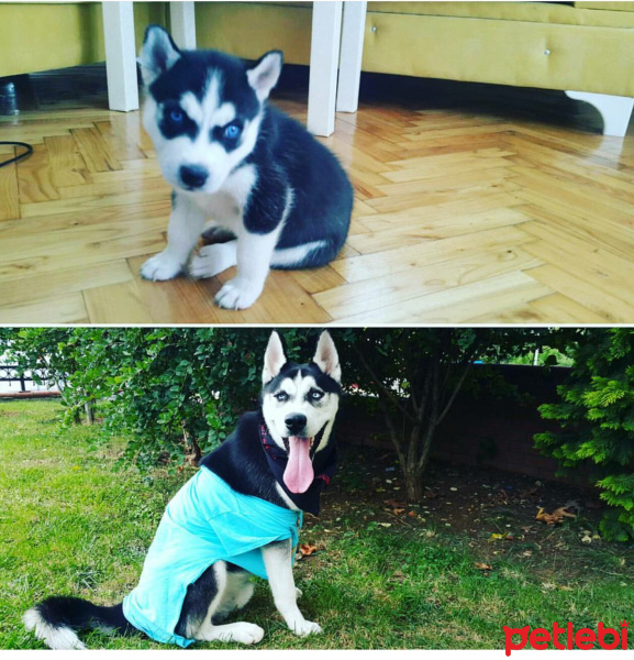 Sibirya Kurdu (Husky), Köpek  Mishka fotoğrafı