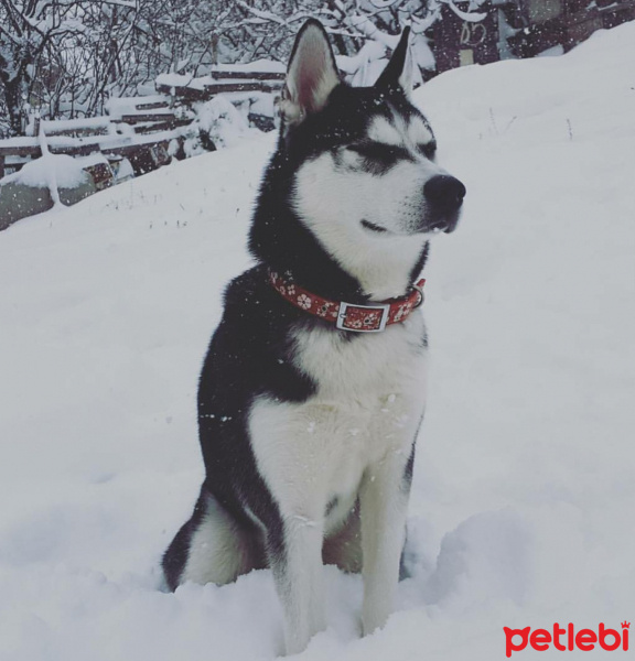 Sibirya Kurdu (Husky), Köpek  Mishka fotoğrafı