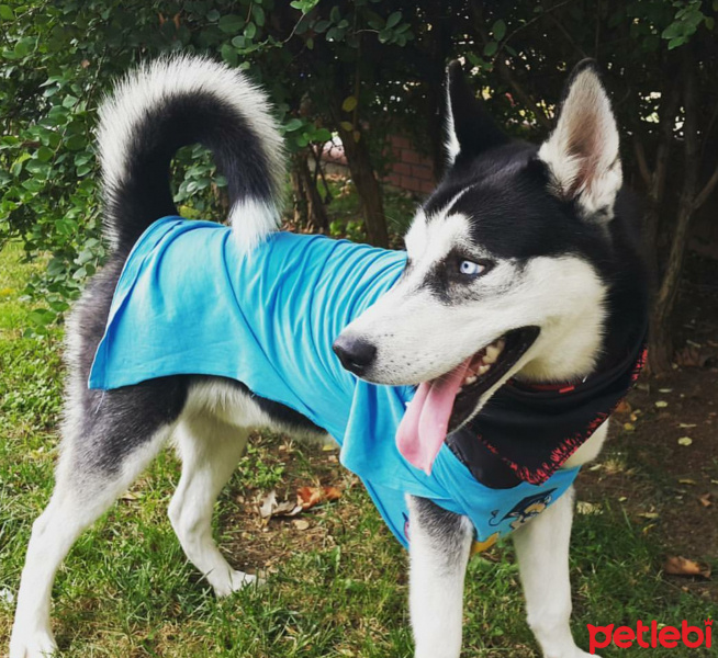 Sibirya Kurdu (Husky), Köpek  Mishka fotoğrafı