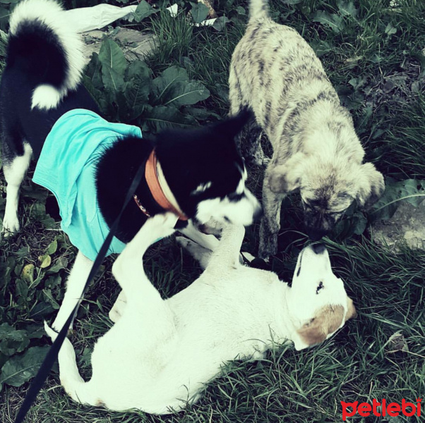 Sibirya Kurdu (Husky), Köpek  Mishka fotoğrafı
