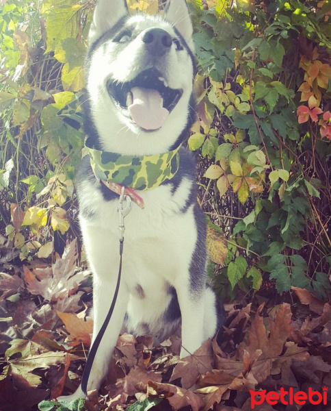 Sibirya Kurdu (Husky), Köpek  Mishka fotoğrafı