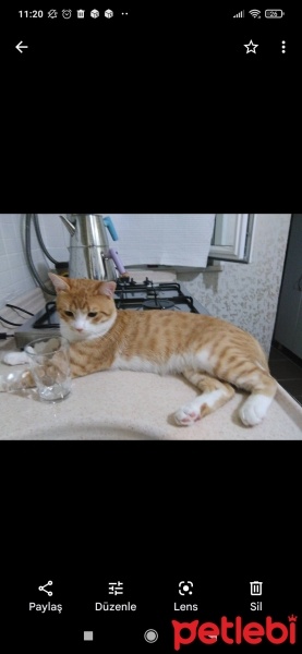 Tekir Kedi, Kedi  Minnoş fotoğrafı