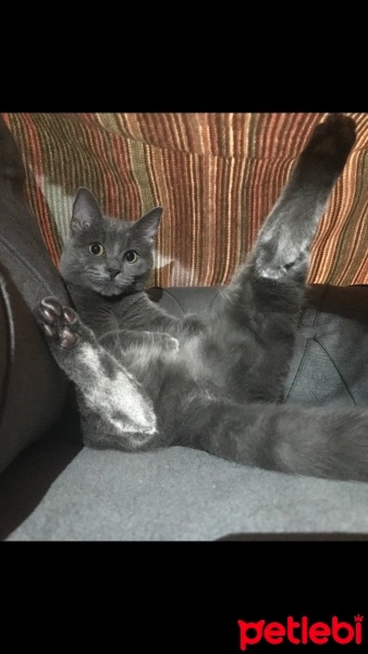 British Shorthair, Kedi  Bihter fotoğrafı