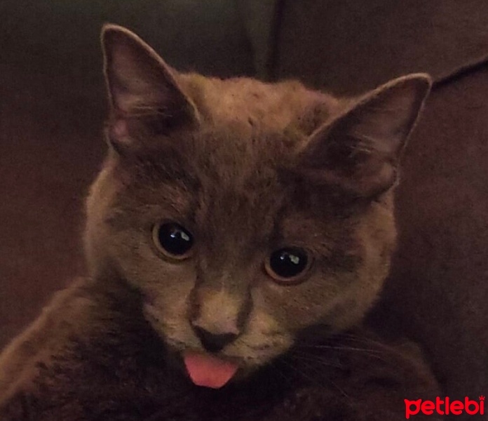 British Shorthair, Kedi  Bihter fotoğrafı