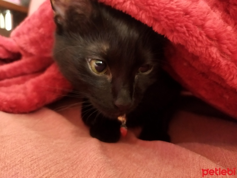 Bombay, Kedi  Mia fotoğrafı