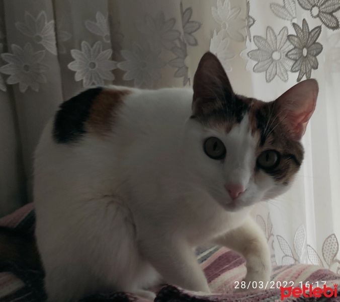 Tekir Kedi, Kedi  Benek fotoğrafı