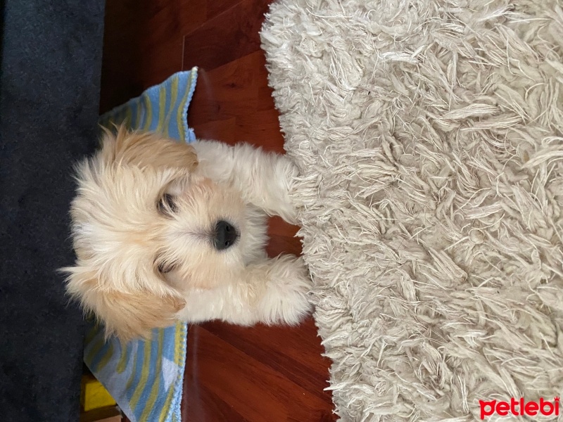 Maltese, Köpek  Tarçın fotoğrafı