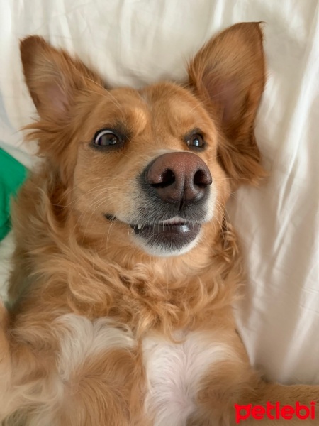 Golden Retriever, Köpek  Z fotoğrafı