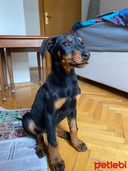 Doberman Pinscher, Köpek  reina fotoğrafı