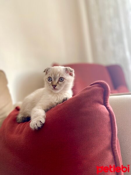 Scottish Fold, Kedi  Leo fotoğrafı