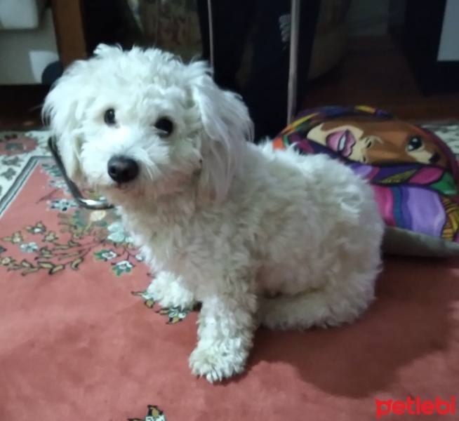 Maltese, Köpek  Buby fotoğrafı