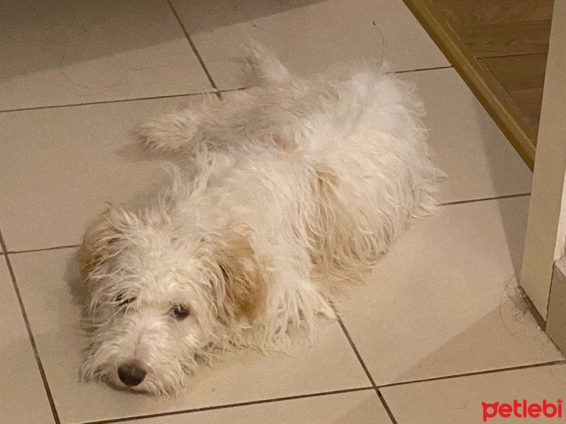 Maltese, Köpek  Luna fotoğrafı