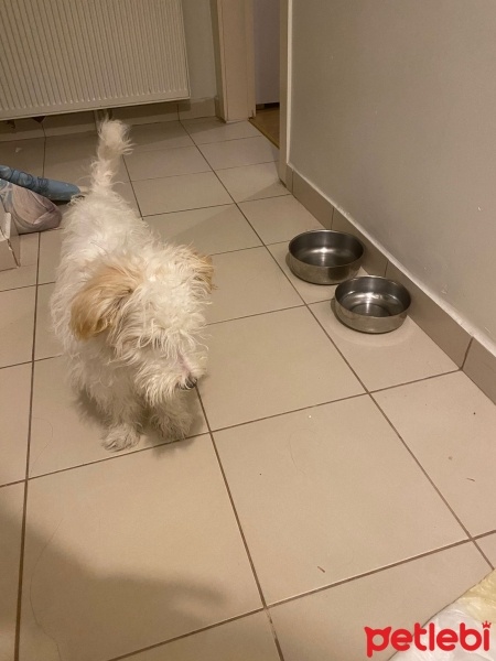 Maltese, Köpek  Luna fotoğrafı