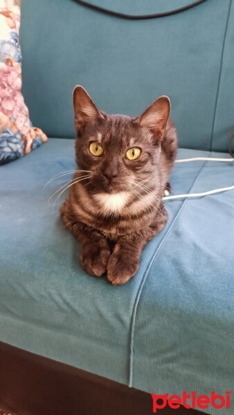 British Shorthair, Kedi  Zuzu fotoğrafı