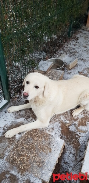 Akbaş, Köpek  Güçlü fotoğrafı