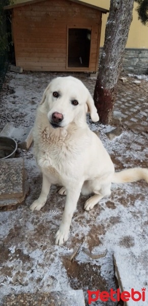 Akbaş, Köpek  Güçlü fotoğrafı