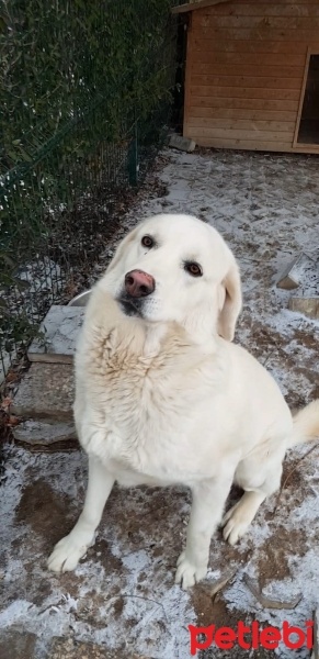 Akbaş, Köpek  Güçlü fotoğrafı