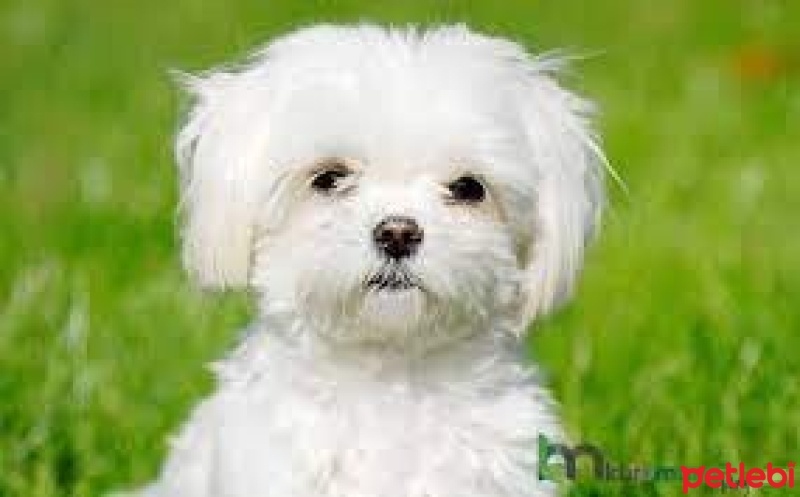 Maltese, Köpek  ice fotoğrafı