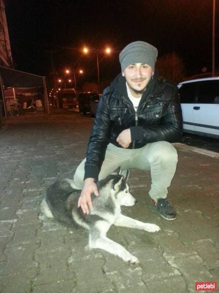 Sibirya Kurdu (Husky), Köpek  Zeus fotoğrafı