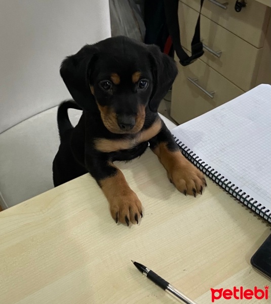 Minyatür Pinscher, Köpek  Şila fotoğrafı