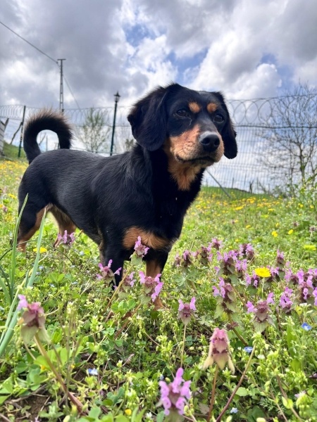 Minyatür Pinscher, Köpek  Şila fotoğrafı