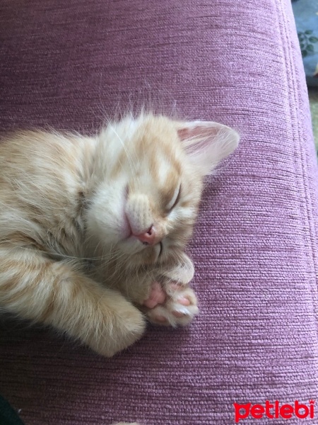 Tekir Kedi, Kedi  Limon fotoğrafı
