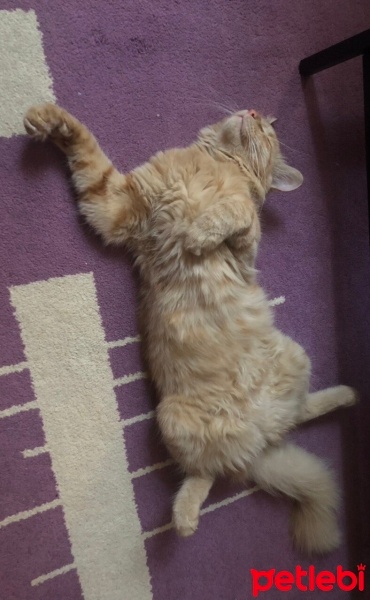 Tekir Kedi, Kedi  Limon fotoğrafı