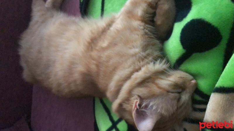 Tekir Kedi, Kedi  Limon fotoğrafı