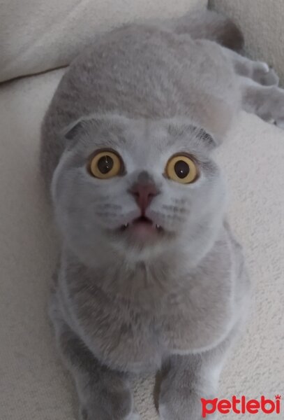 Scottish Fold, Kedi  lokumkız fotoğrafı