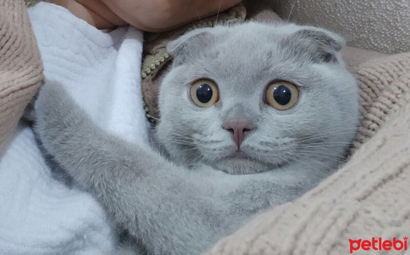 Scottish Fold, Kedi  lokumkız fotoğrafı