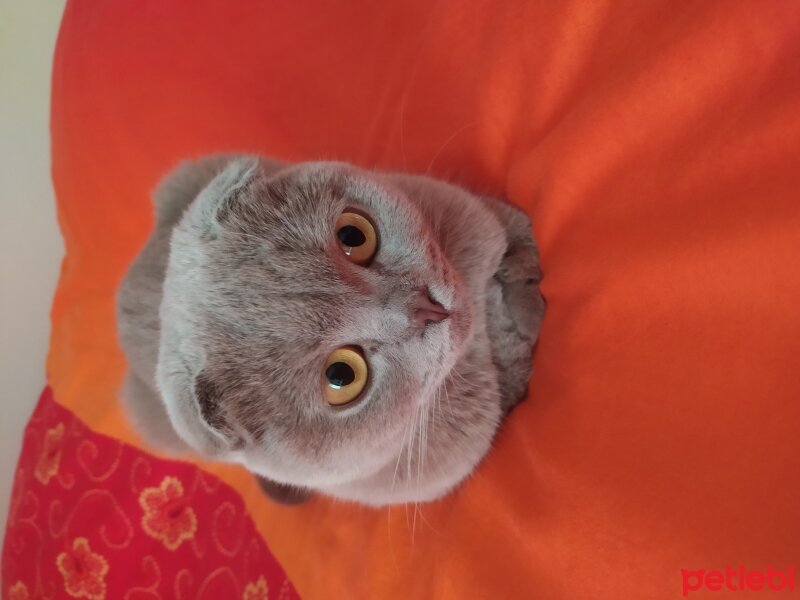 Scottish Fold, Kedi  lokumkız fotoğrafı