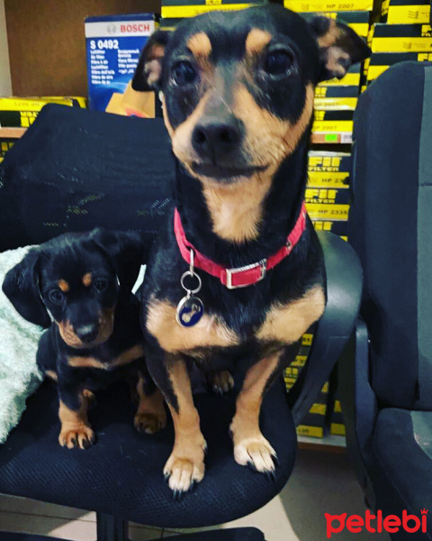 Minyatür Pinscher, Köpek  reis fotoğrafı