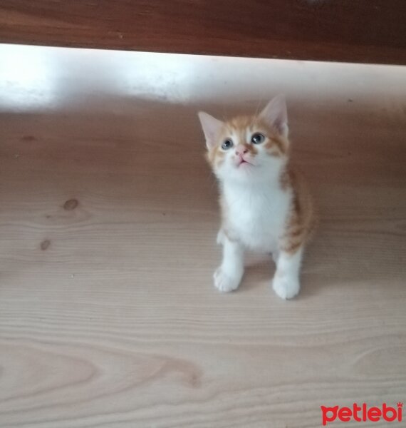 Sarman, Kedi  Balım fotoğrafı