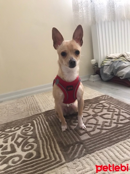 Minyatür Pinscher, Köpek  Tarçın fotoğrafı