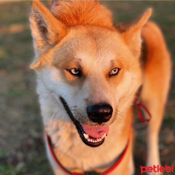 Sibirya Kurdu (Husky), Köpek  Achille fotoğrafı