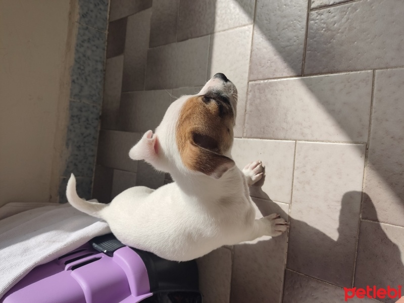 Jack Russell Terrier, Köpek  Korsan fotoğrafı